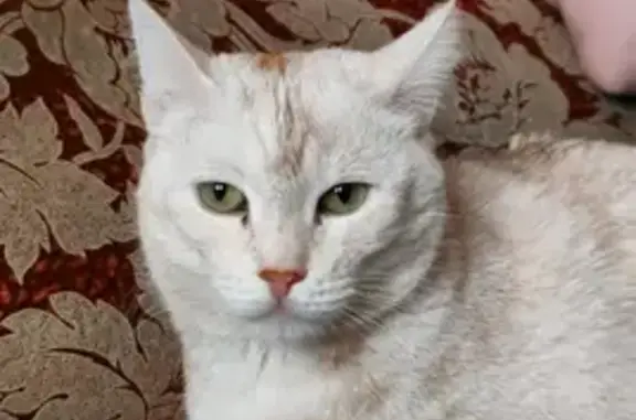 Пропал кот на ул. 1 Мая, 23 в Киселёвске
