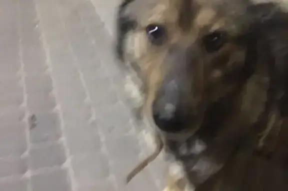 Найдена собака: ищем хозяина на ул. Новикова-Прибоя, Нижний Новгород