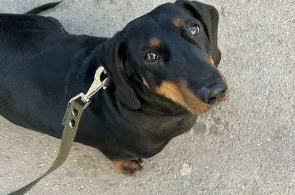 Объявления о пропавших и найденных животных, Санкт-Петербург, фото: Найдена такса на пр. Художников, СПб