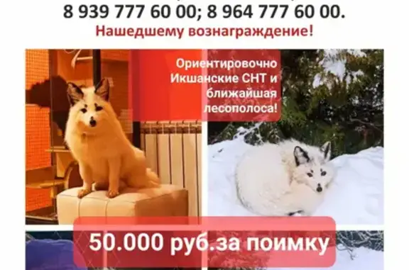 Пропала собака белого окраса с чёрными пятнами в Базарово, МО