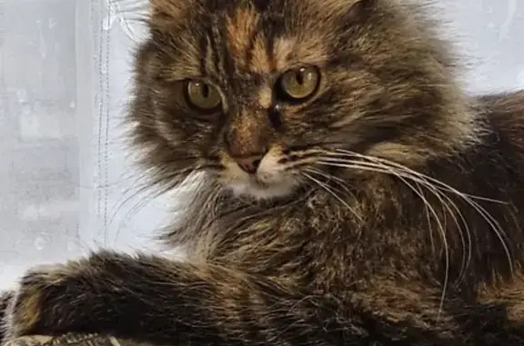 Пропала кошка Пуша в СНТ Лесная Поляна-6, Московская область