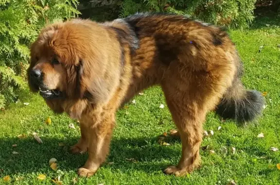 Пропала собака, Тибетский мастиф, кличка Сати, Московская область.