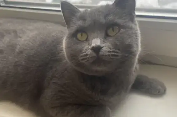 Кошки потеряшки, Смоленск, фото: Потеряшка кошка Кася на улице Ударников, 57 (Смоленск)