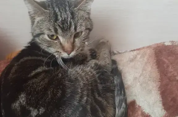 Найден молодой кот с ошейником в Славковской волости