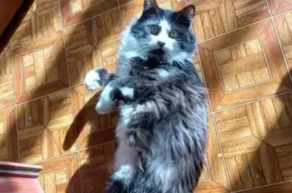 Потерянные животные Санкт-Петербург, фото: Пропала кошка, пр-т Культуры, 22 к1, чёрно-белая, пушистая, с пятном в виде сердечка.