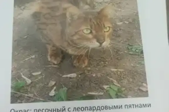 Найден Бенгальский кот на ул. Константинова, Москва