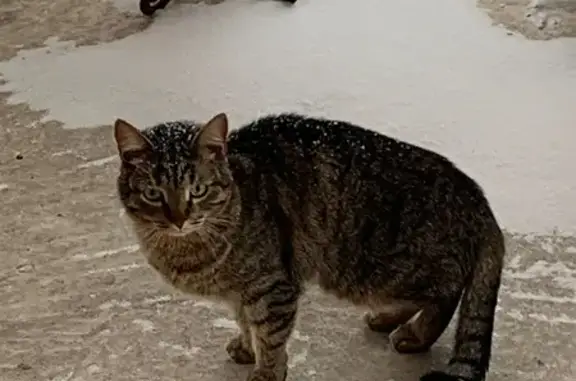 Пропал кот Гарик в поселке Отрадное, Воронежская область.
