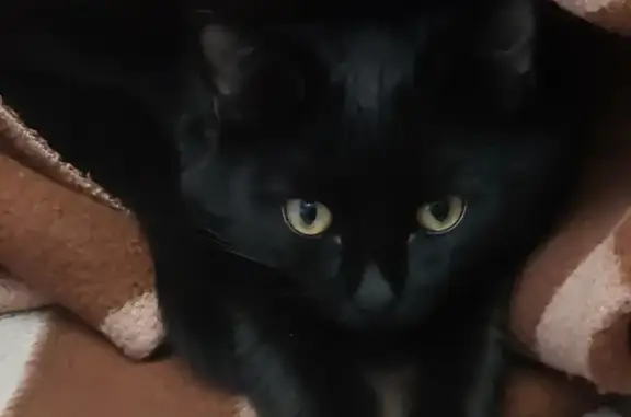 Пропала черная кошка на Магистральной улице, Чайковский
