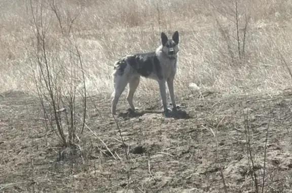 Найдена собака на Новопутейской, Чита