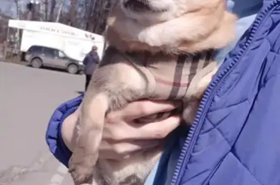 Собака Малыш найдена на ул. Сакко и Ванцетти (г. Королев)