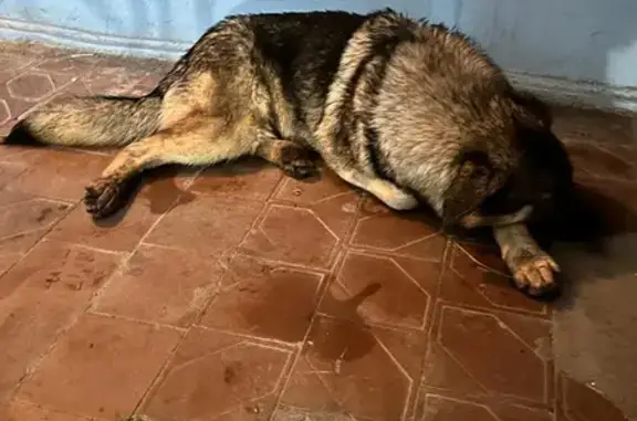 Собака с травмированной лапой найдена на пр. Ленина, 109 к5, Ростов-на-Дону