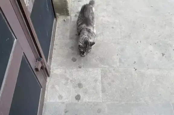 Потерянная кошка ищет хозяев: пер. Макарова, 14, Ставрополь