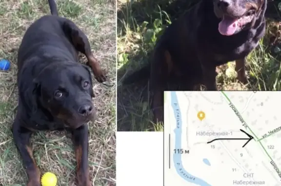 Пропала собака в районе Щелково 7 СНТ Набережная-1, нужна помощь!