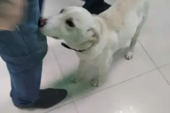 Найдена собака на улице Силантьева, Краснодар