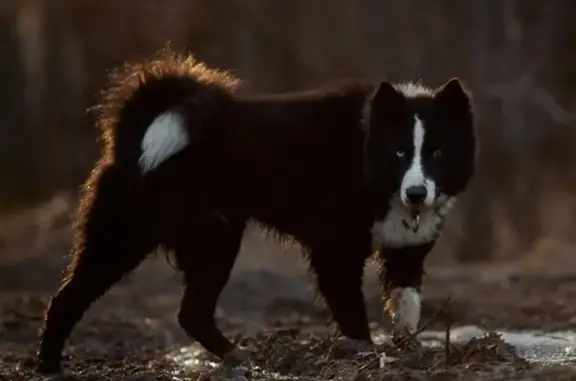 Пропала собака на Кумысной поляне, нужна информация - Большая Лесопарковая, Саратов