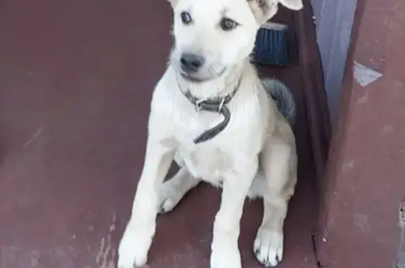 Найден щенок на 2-й Железнодорожной, Иркутск