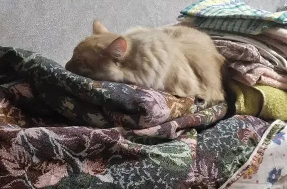 Пропала кошка Кот в Похвистнево, Самарская область