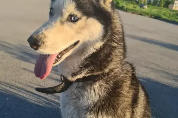 Пропала собака на Песчаной улице, 3 в Бердске