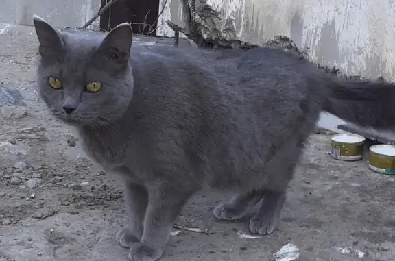 Ухоженная кошка найдена на бульваре Победы, Омск