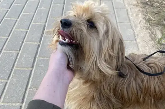 Потерянная собака на улице Стадионной, Серпухов