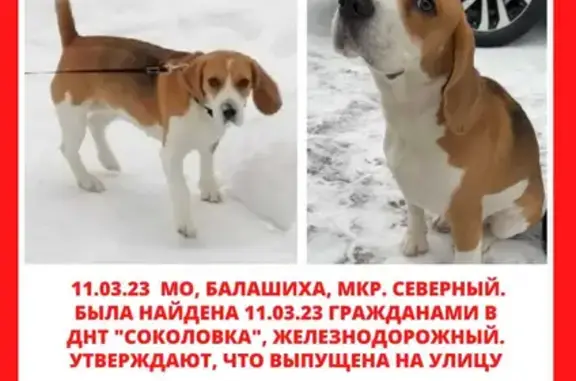 Пропала собака Айна на шоссе Энтузиастов, Балашиха
