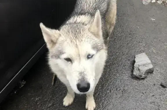 Найдена собака на Портовой ул. в Ростове-на-Дону