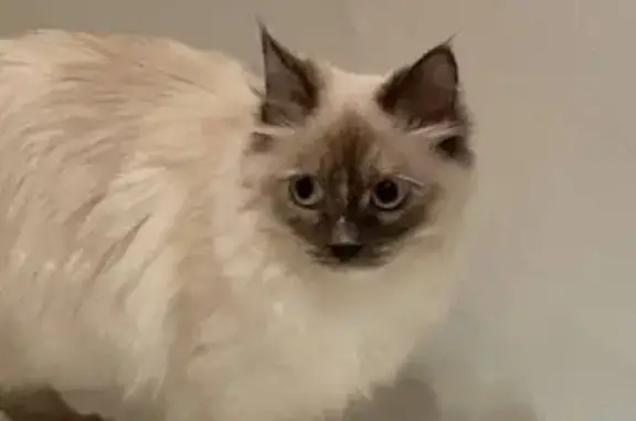 Кошки потеряшки, Киров, фото: Потеряшка кошка Мелисса в районе ТЦ Красная горка, ул. Андрея Упита 7 (Киров)