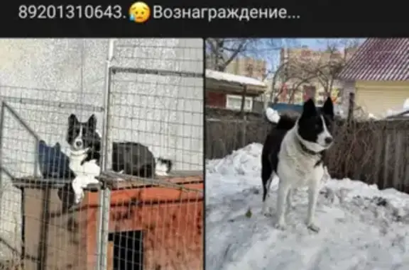 Пропала собака Лайка на ул. Панина, Ярославль