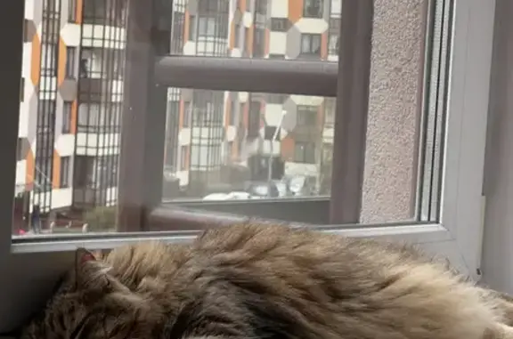 Найдена кошка на Центральной улице, Кудрово