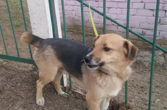 Потерянные животные Нижний Новгород, фото: Пропала собака на ул. Кожевенной, Нижний Новгород