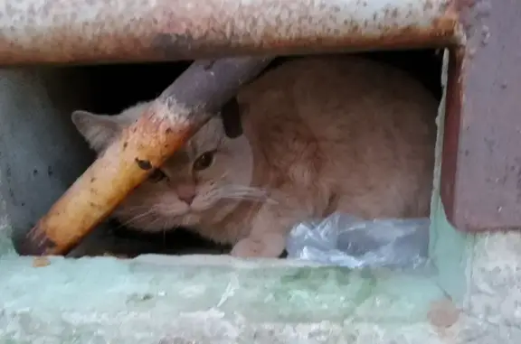 Найден домашний кот персикового цвета на пр. Декабристов, Пермь