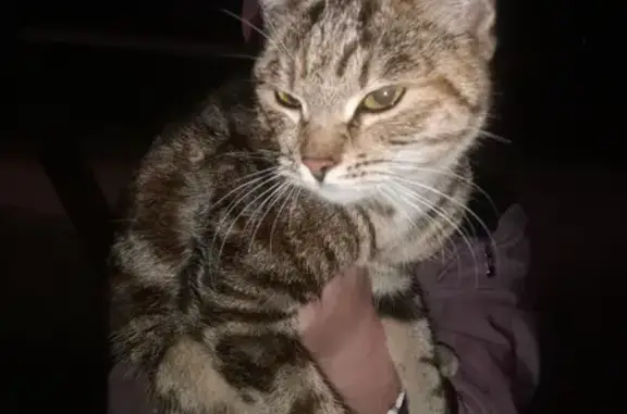 Потерялась шотландская кошка в Моршанске