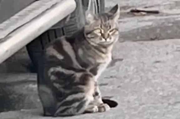 Найдена кошка на ул. Краснова 40, Пенза