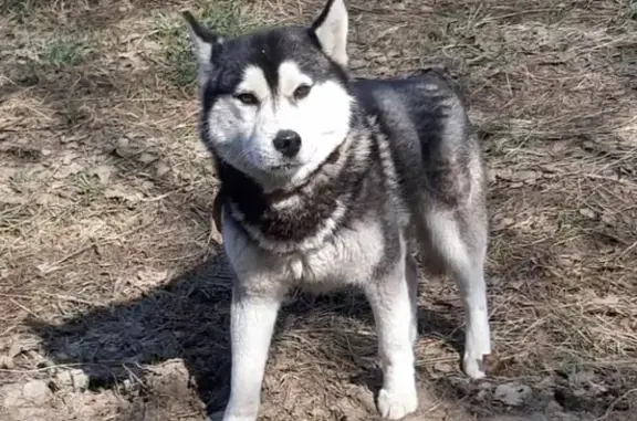 Найден пёс в деревне Паньшино, ошейник коричневый, 46Н-04162