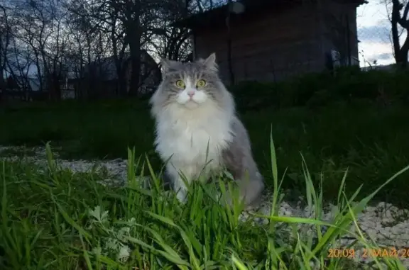 Пропала кошка в Подольске: Литейная 46