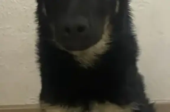 Собаки потеряшки, Красноярск, фото: Потеряшка овчарка на улице Алексеева, 25