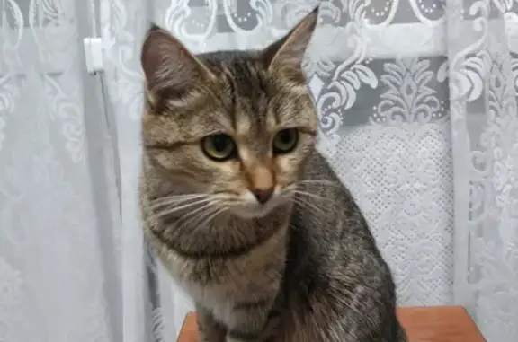 Пропала кошка на ул. Просвещения, 37 в Сургуте
