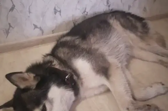 Найдена собака породы Хаски в Нижнекамске