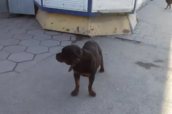 Собака Тёмный на ул. Ленина, 63, Берёзовский