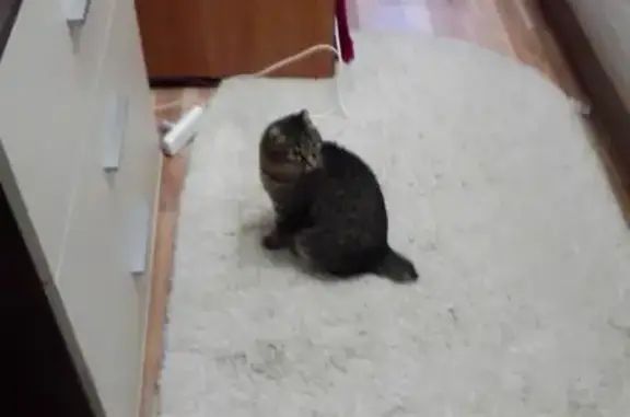 Кошки потеряшки, Курган, фото: Потеряшка кот Тиша в 1 мкр. Курган, 89195854614