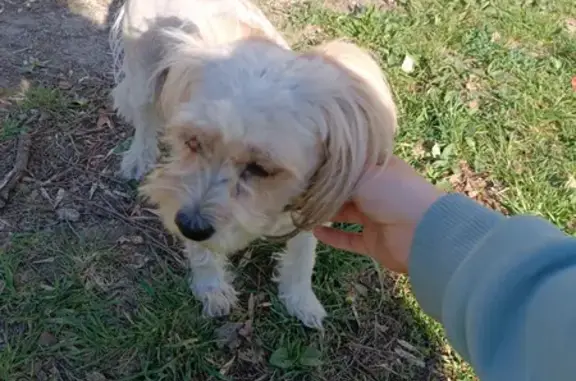 Найдена собака возле Детского медцентра, Чебоксары