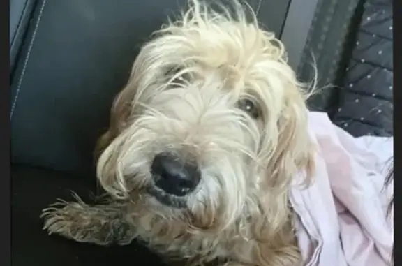 Пропала собака в Ломоносовском р-не, ищем Бэтти