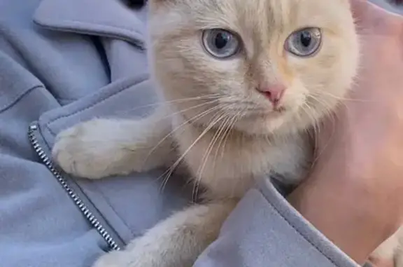 Найден ручной кот с персиковым окрасом на Пролетарской улице, Саранск