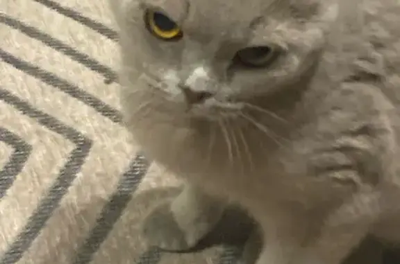 Пропала кошка Кайли на ул. Красноармейская, 23