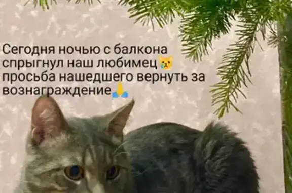 Пропала кошка Мирон 1, Пойковский.