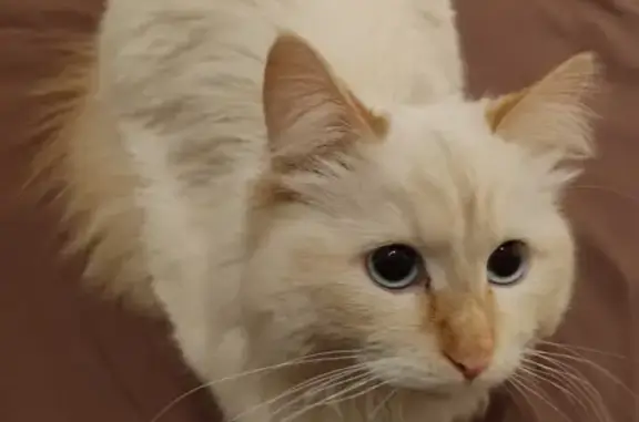 Объявления о пропавших и найденных животных, Иваново, фото: Пропала кошка на Лежневской, д. 142, Иваново