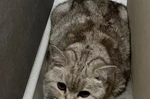 Найдена кошка на ул. Сарыгина, 3 в Кемерово