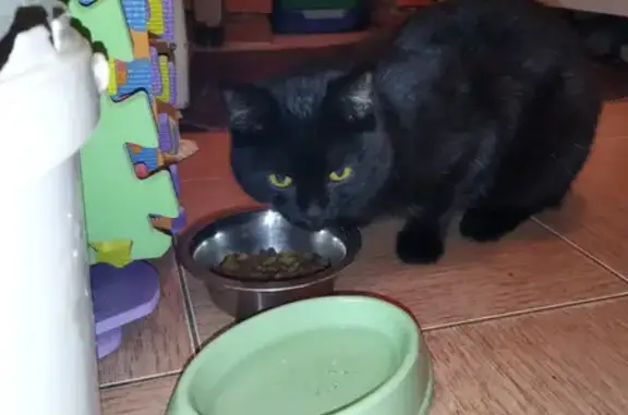 Найдена кошка Черный Кот на ул. Республики, 176, Тюмень