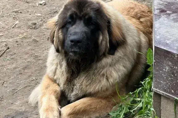 Пропала собака породы ЛЕОНБЕРГЕР в Домодедово, помогите найти! 🐶❤️