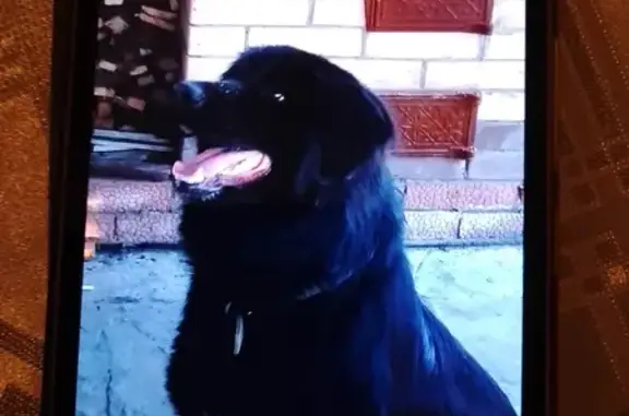 Пропала черная собака на ул. Станиславского, 75, Аксай